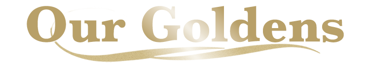 24k goldens litters