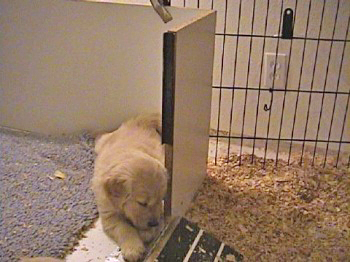 past litter photos of 24K golden retriever puppies