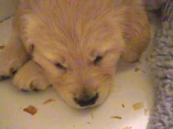 past litter photos of 24K golden retriever puppies