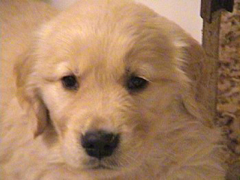 past litter photos of 24K golden retriever puppies