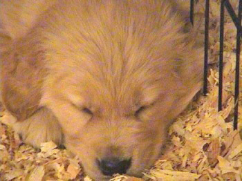 past litter photos of 24K golden retriever puppies