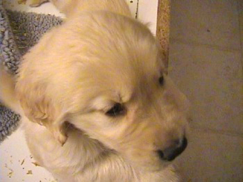 past litter photos of 24K golden retriever puppies