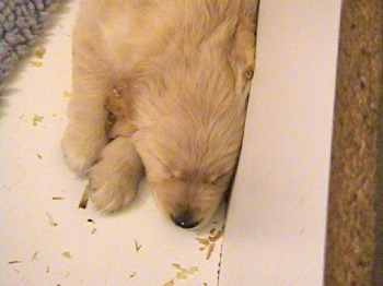 past litter photos of 24K golden retriever puppies