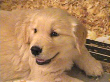 past litter photos of 24K golden retriever puppies