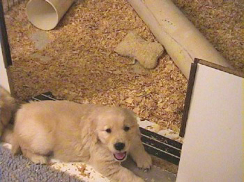 past litter photos of 24K golden retriever puppies