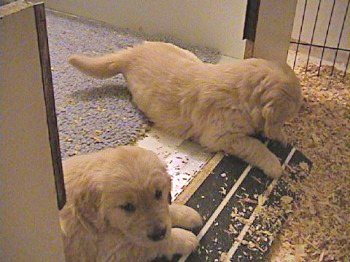 past litter photos of 24K golden retriever puppies