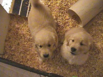 past litter photos of 24K golden retriever puppies