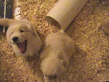 past litter photos of 24K golden retriever puppies