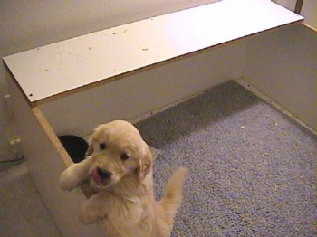 past litter photos of 24K golden retriever puppies