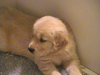 past litter photos of 24K golden retriever puppies