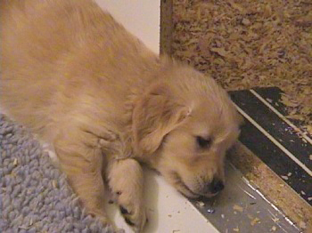 past litter photos of 24K golden retriever puppies