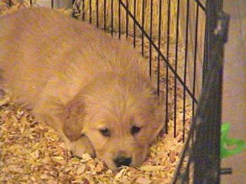 past litter photos of 24K golden retriever puppies