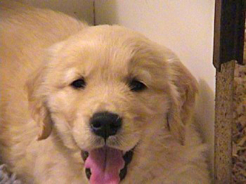 past litter photos of 24K golden retriever puppies