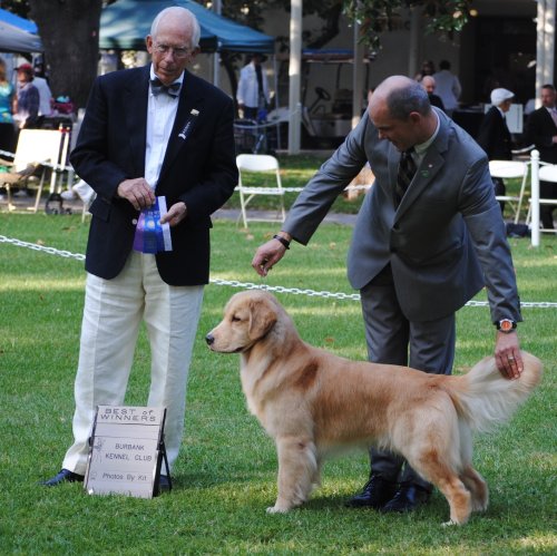 24k goldens testimonials - jack