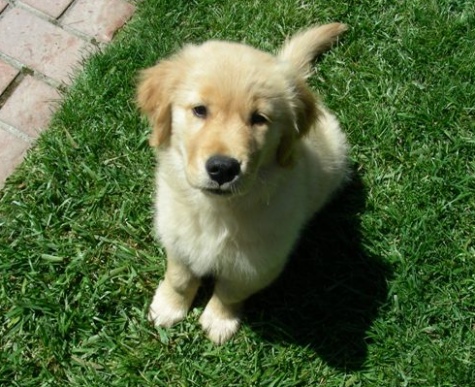 24k goldens testimonials - kacey