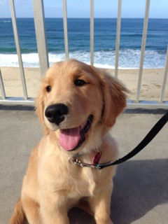 24k goldens testimonials - maisie