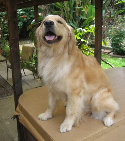 24k goldens testimonials - mateo
