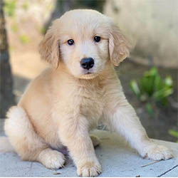 24K golden retriever puppy