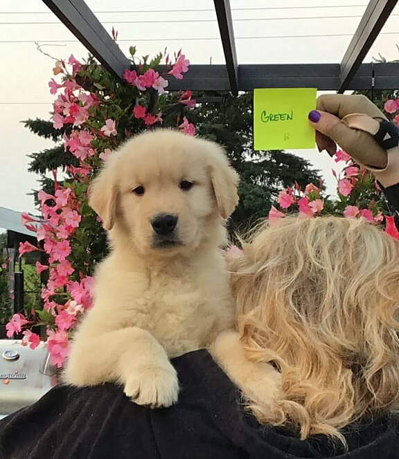 Summits@24K Four On The Floor, Thunder as a puppy