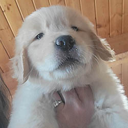 24K golden retriever puppies 1