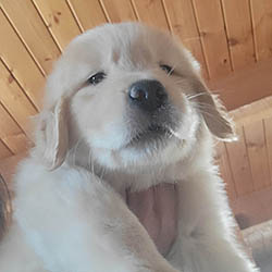 24K golden retriever puppies 2