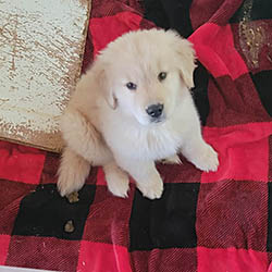 24K golden retriever puppies 3