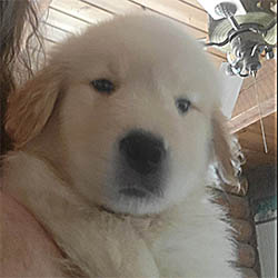 24K golden retriever puppies 4