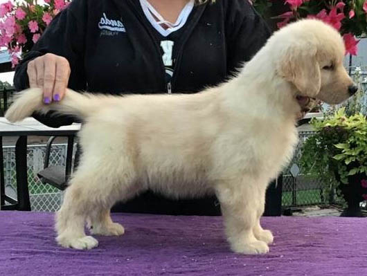 Summits@24K Four On The Floor thunder as a puppy